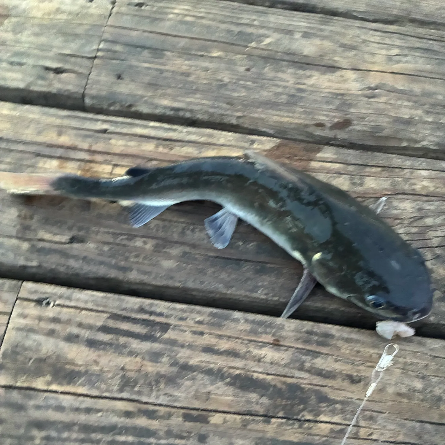Hardhead sea catfish caught on Fishbrain
