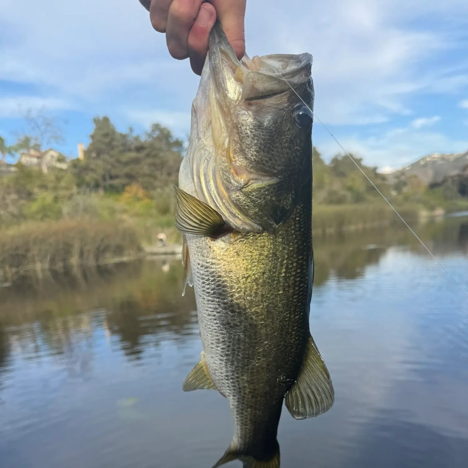 Fish caught on Fishbrain