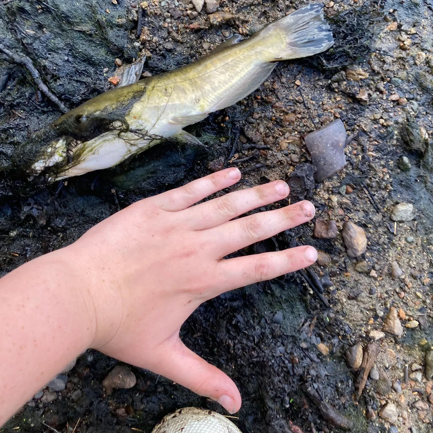 Brown bullhead caught on Fishbrain