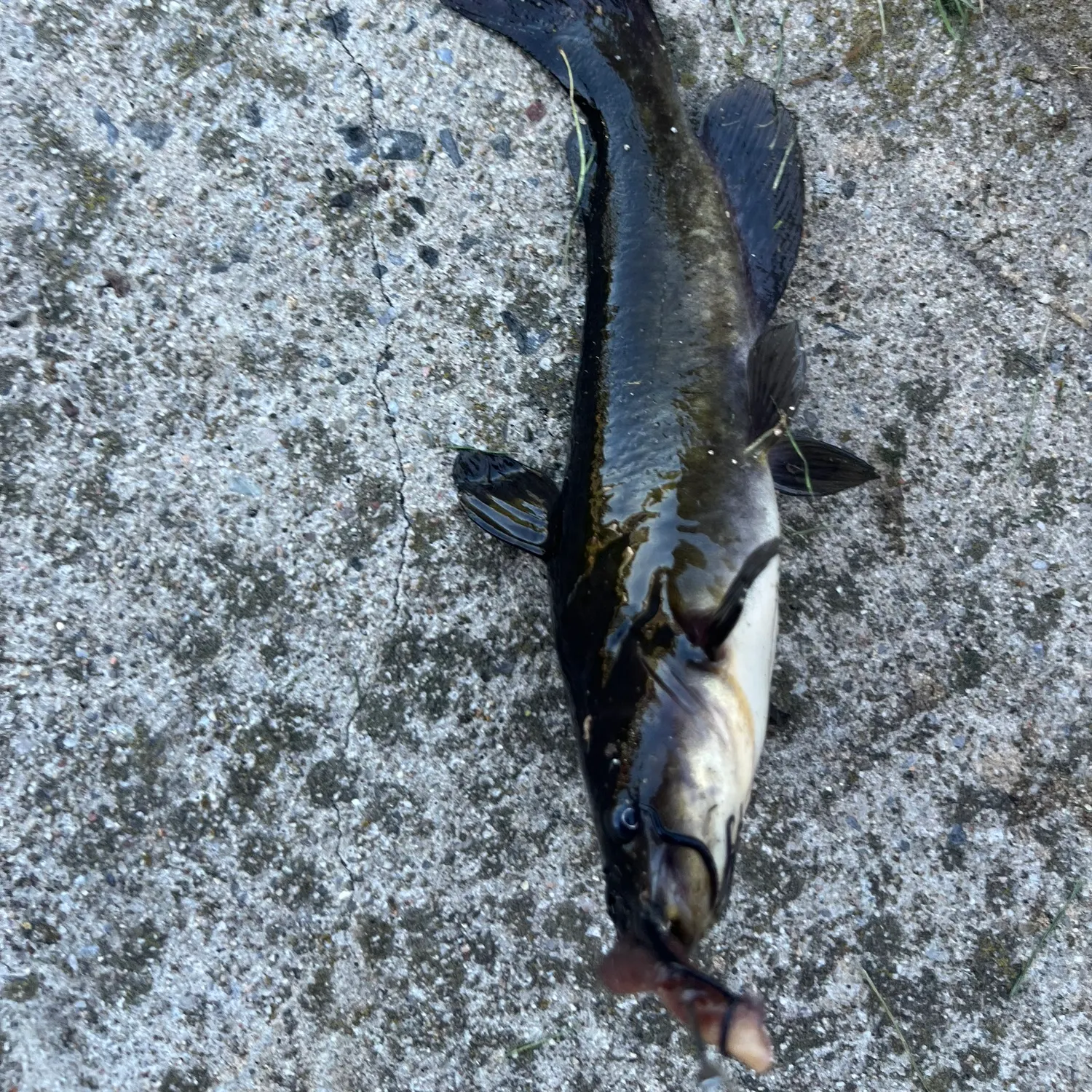 Black bullhead caught on Fishbrain