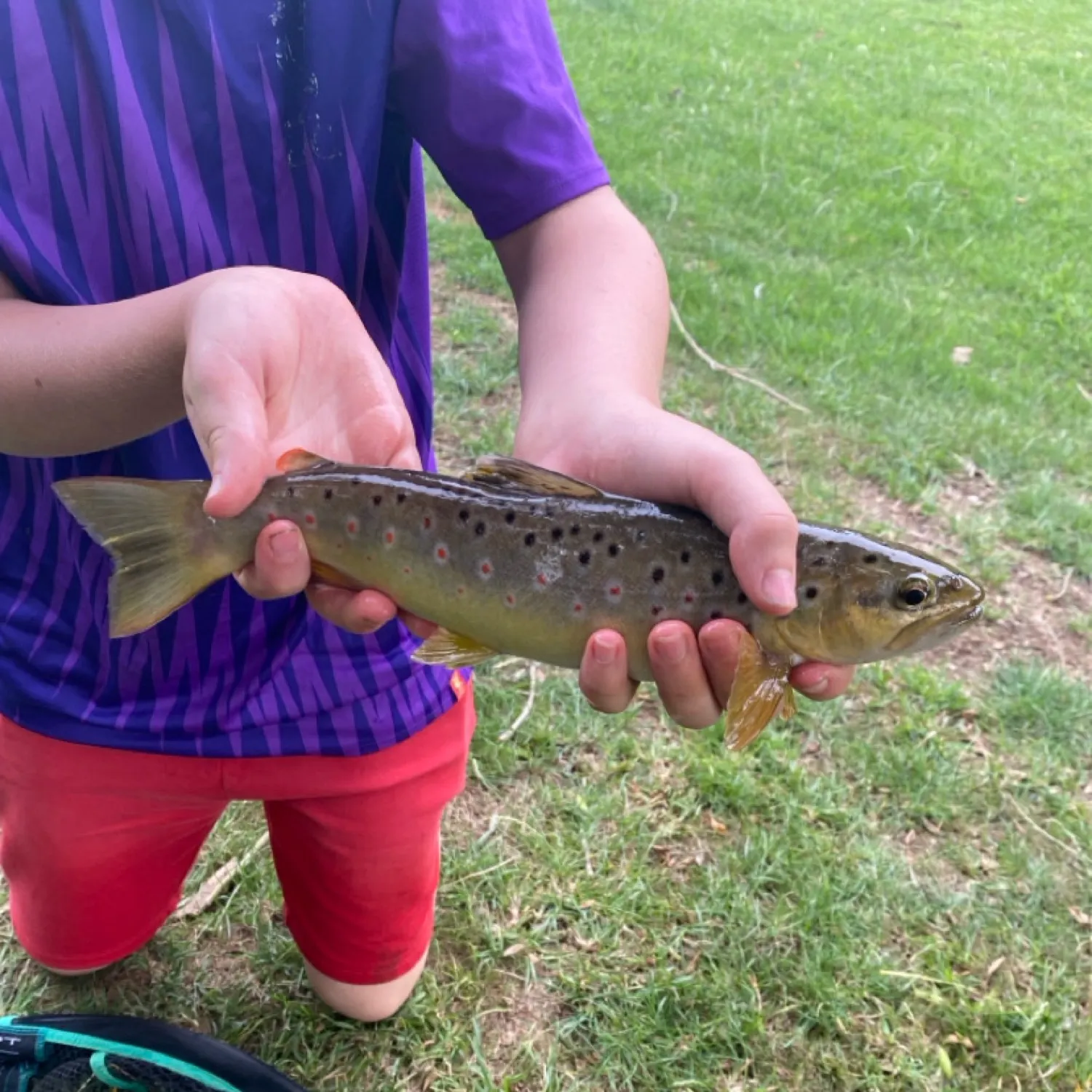 The most recent Brown trout catches on Fishbrain