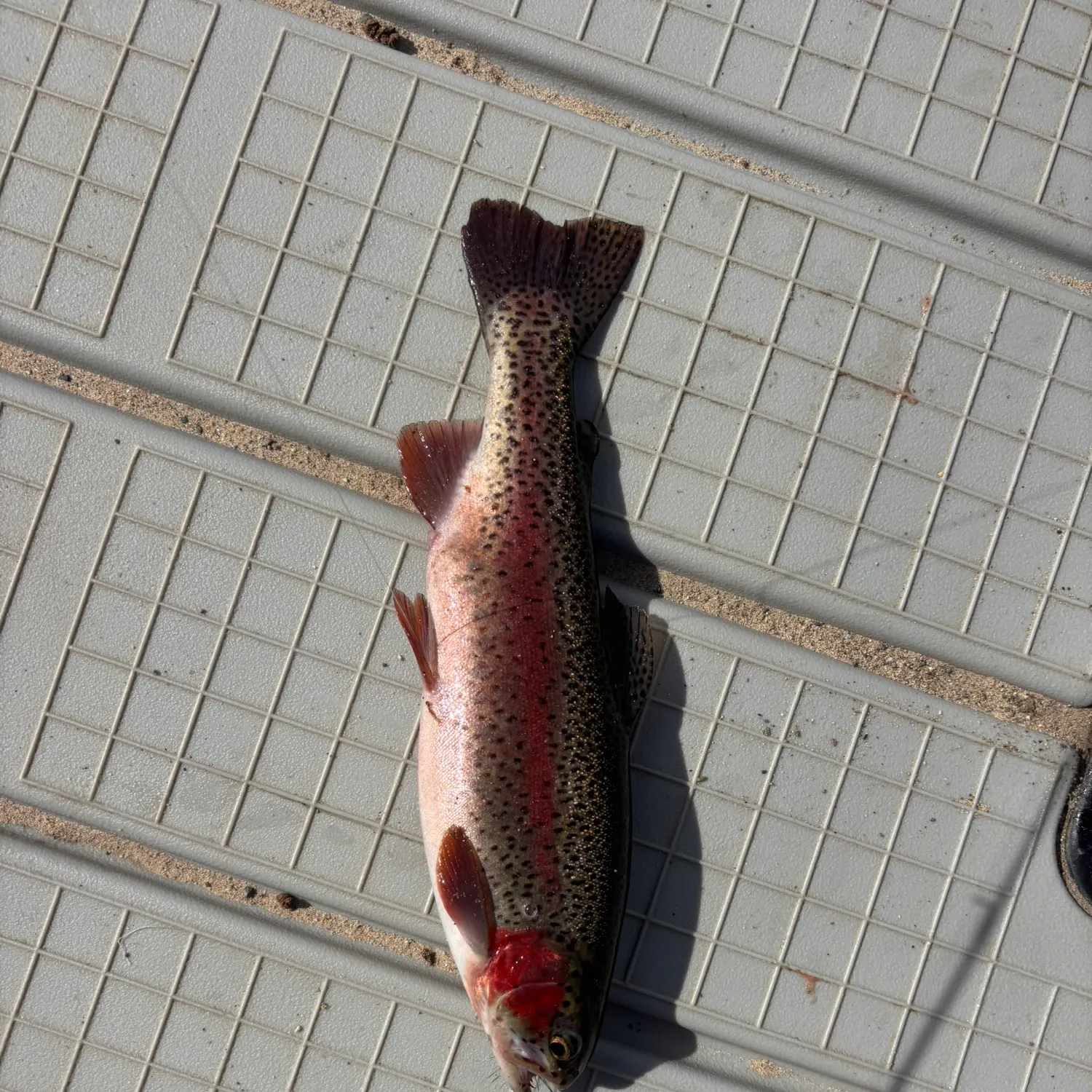 Rainbow trout caught on Fishbrain