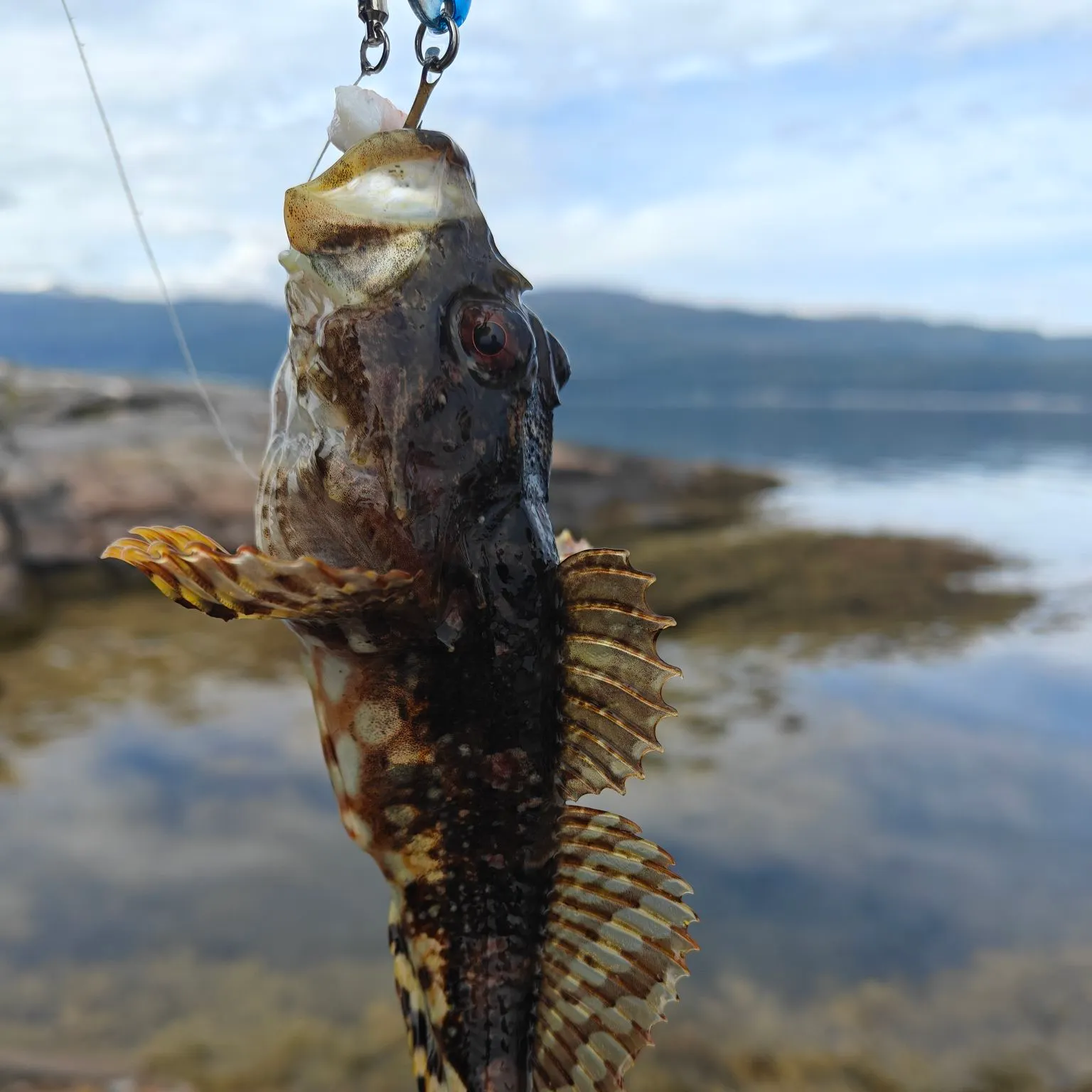The most recent Shorthorn sculpin catches on Fishbrain
