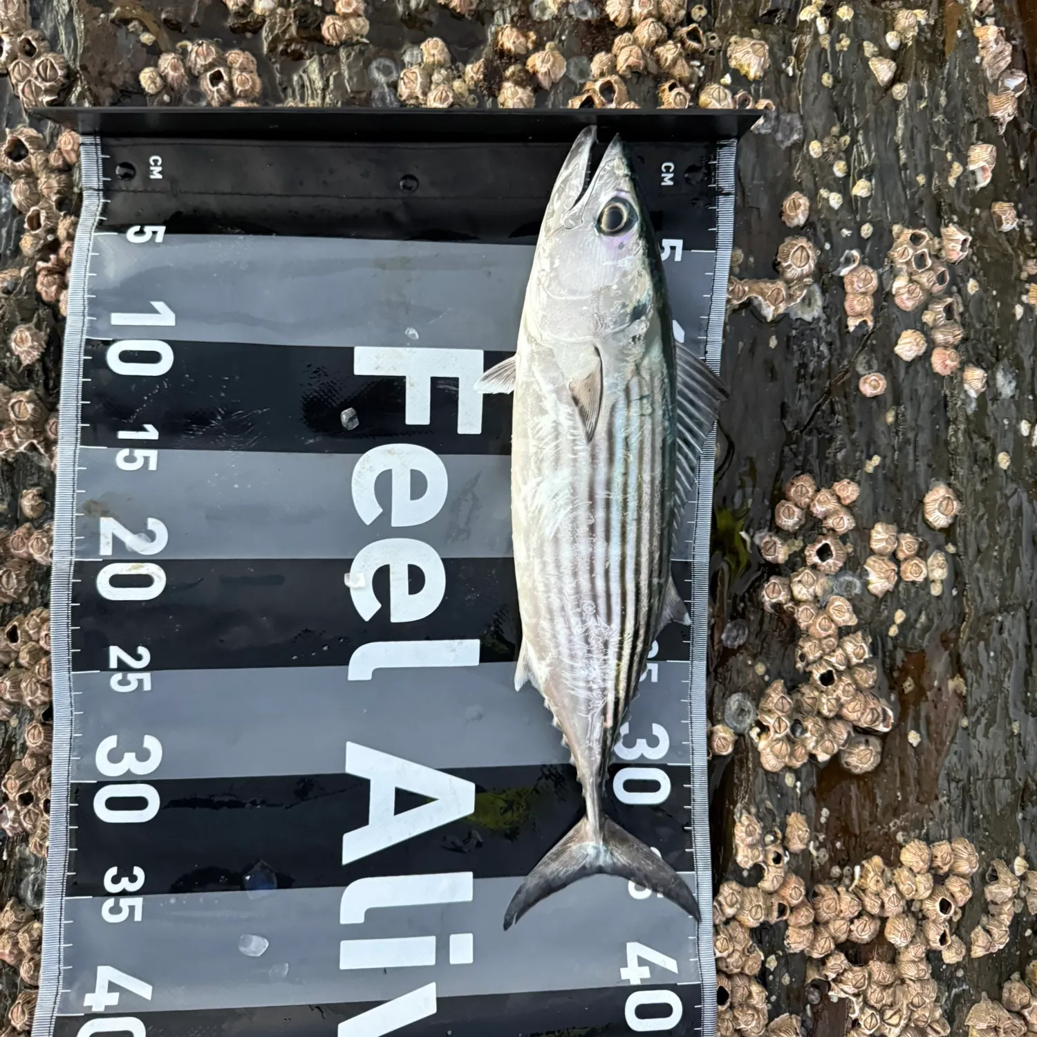 The most recent Striped bonito catches on Fishbrain