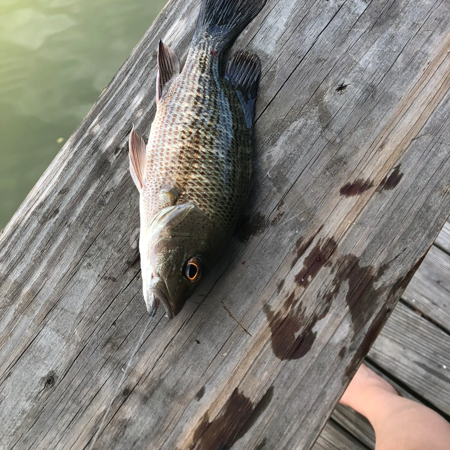 The most recent Mangrove snapper catches on Fishbrain