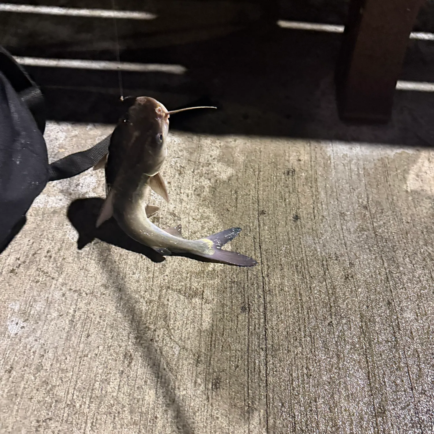 Channel catfish caught on Fishbrain