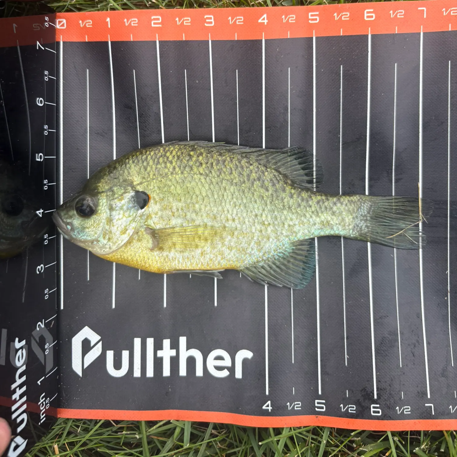 The most recent Redear x bluegill catches on Fishbrain