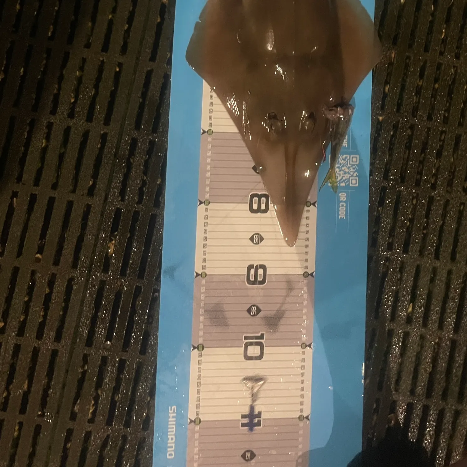 The most recent Pacific shovelnose guitarfish catches on Fishbrain