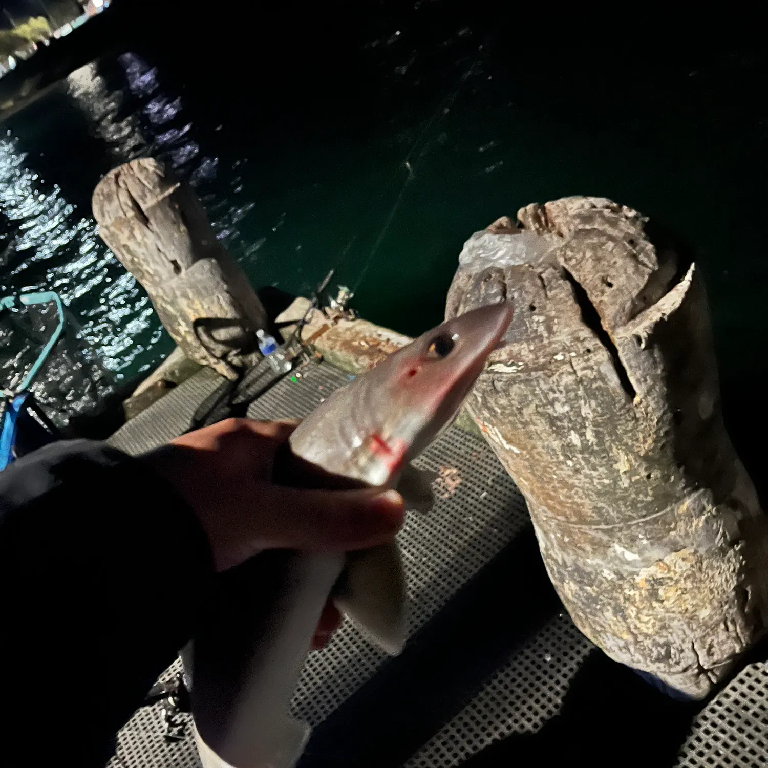 The most recent Gummy shark catches on Fishbrain