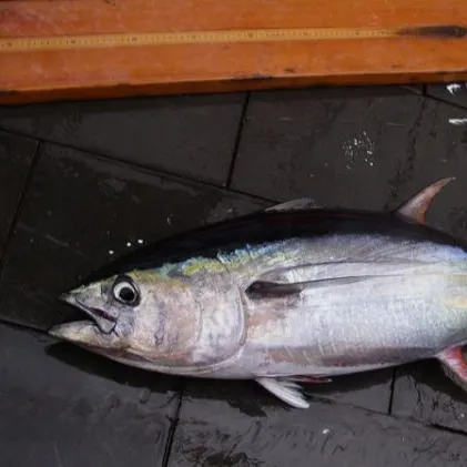 The most recent Atlantic bluefin tuna catches on Fishbrain