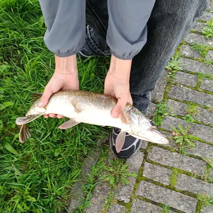 Northern pike caught on Fishbrain