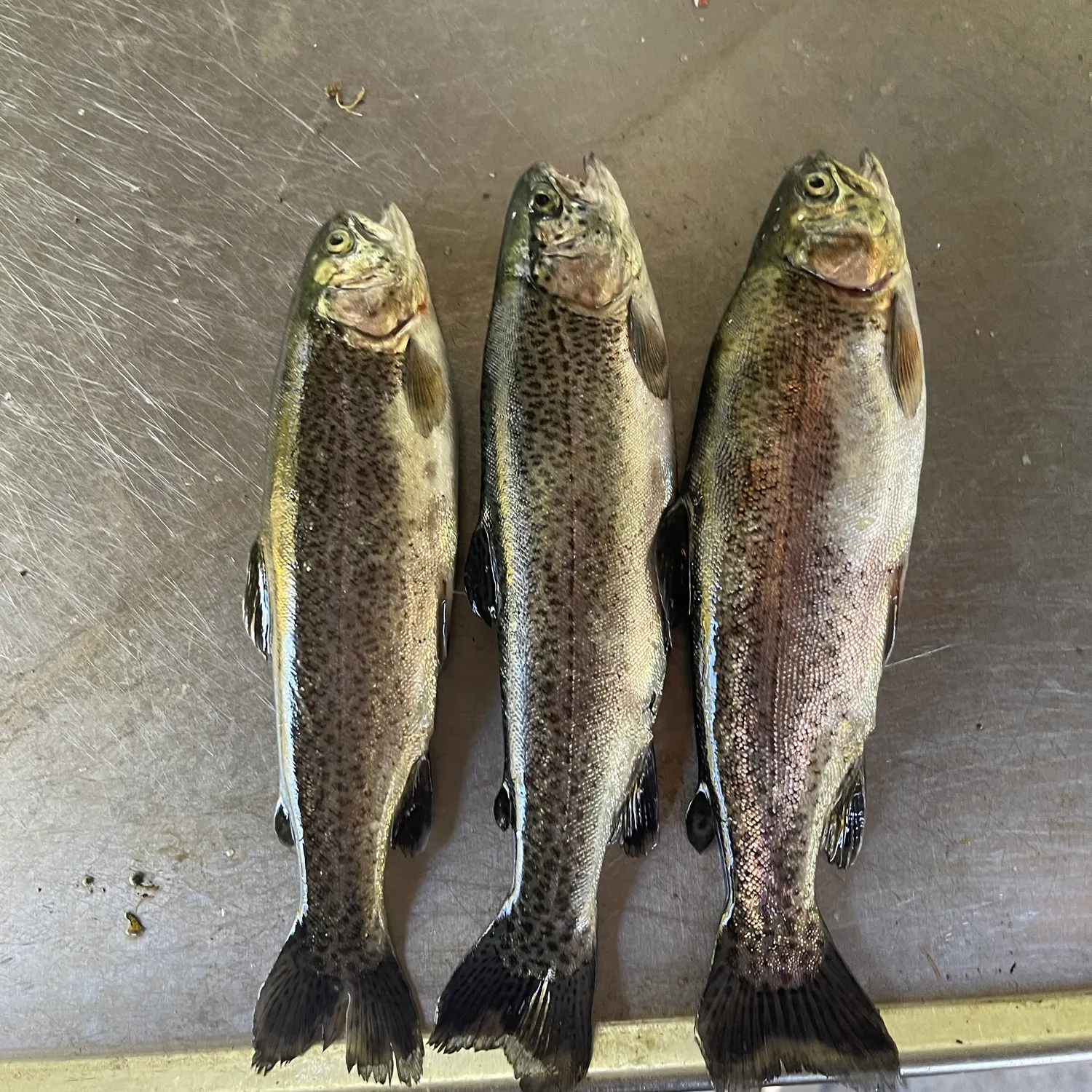 Rainbow trout caught on Fishbrain