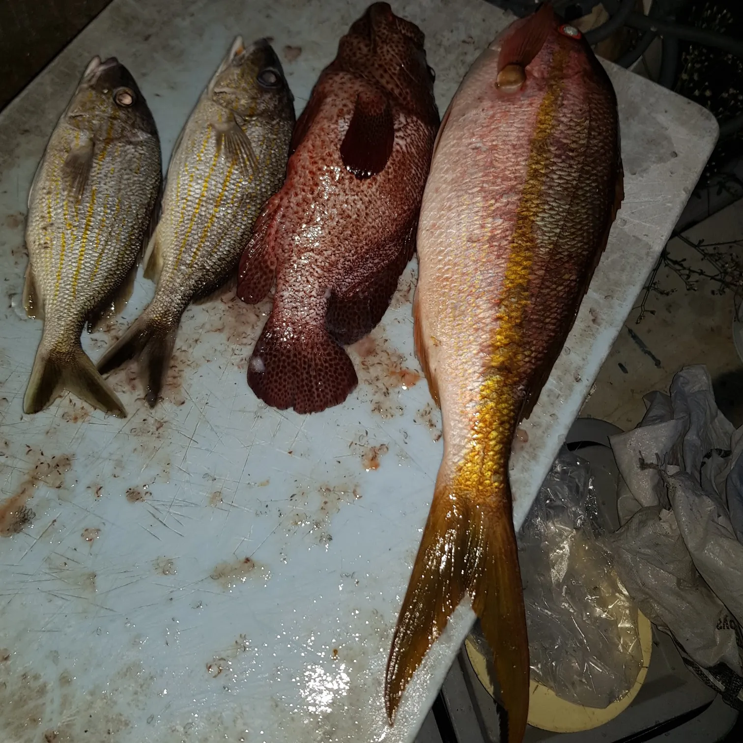 recently logged catches