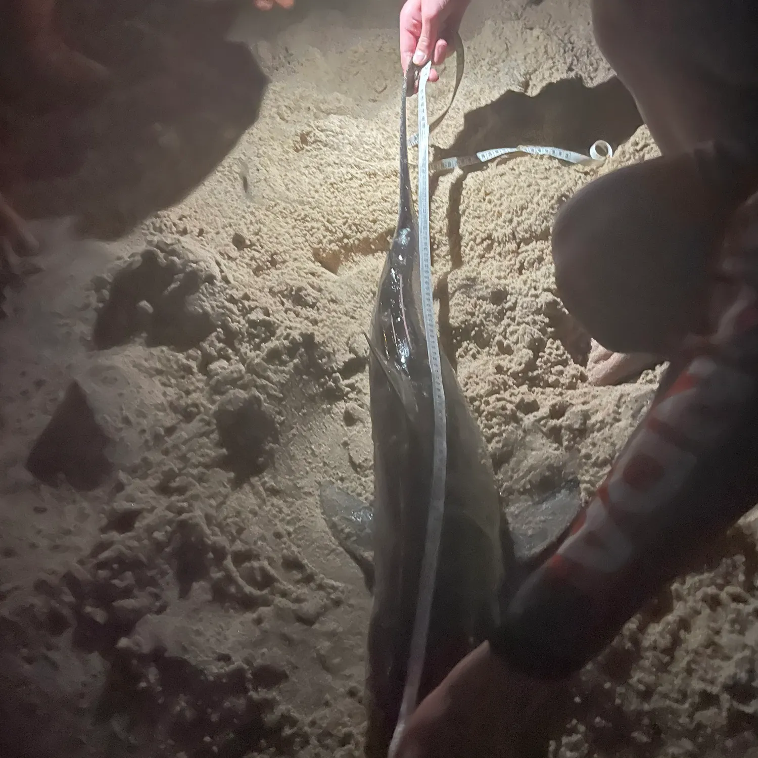 The most recent Dusky shark catches on Fishbrain