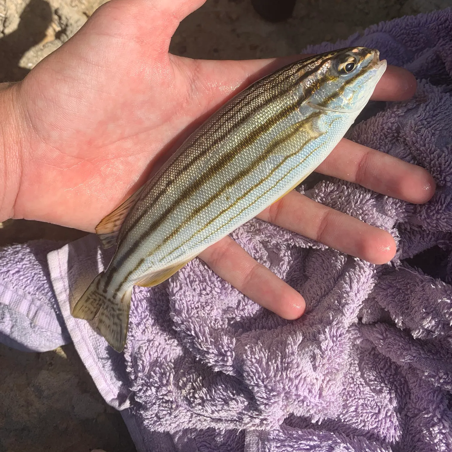 The most recent Western striped grunter catches on Fishbrain