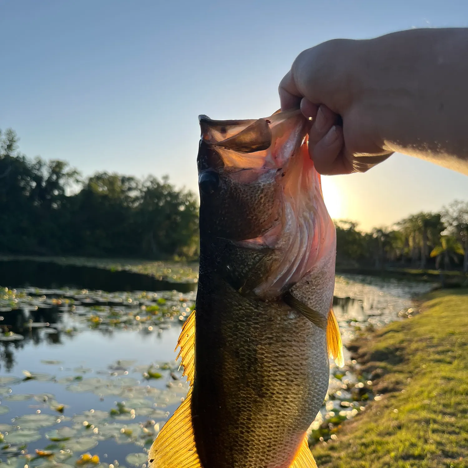 angler catch