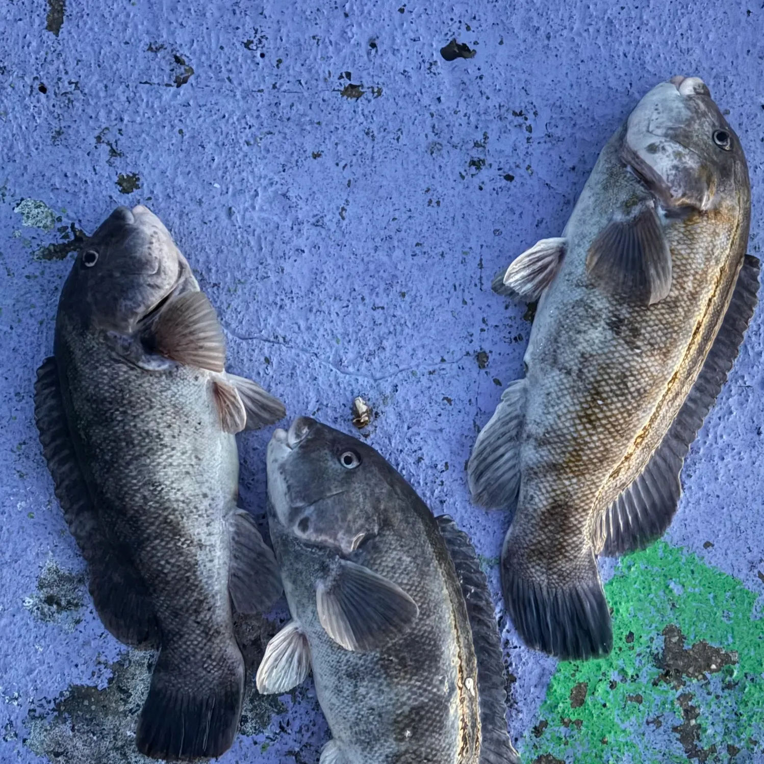 recently logged catches