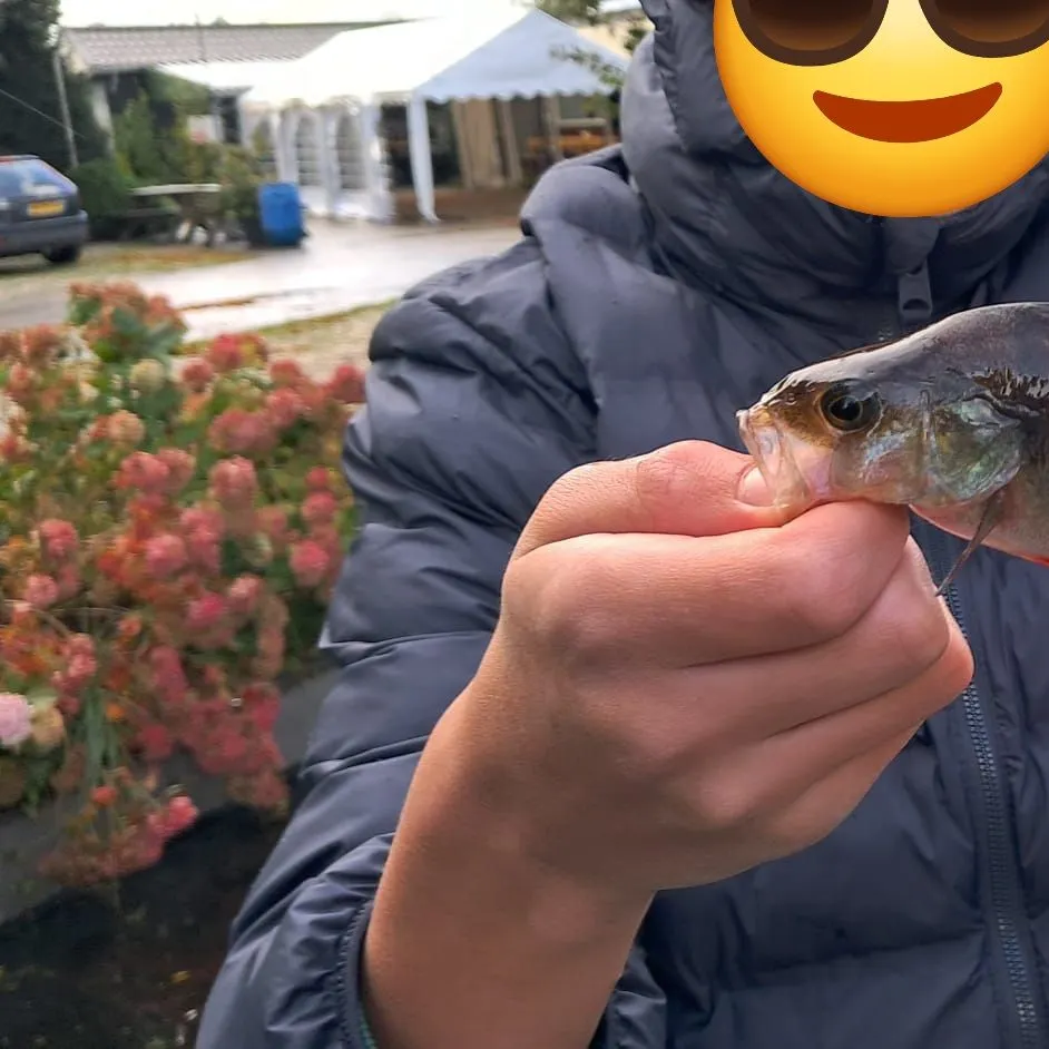 European perch caught on Fishbrain