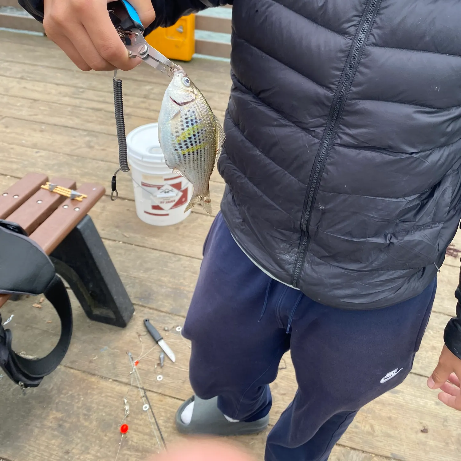 The most recent Walleye surfperch catches on Fishbrain