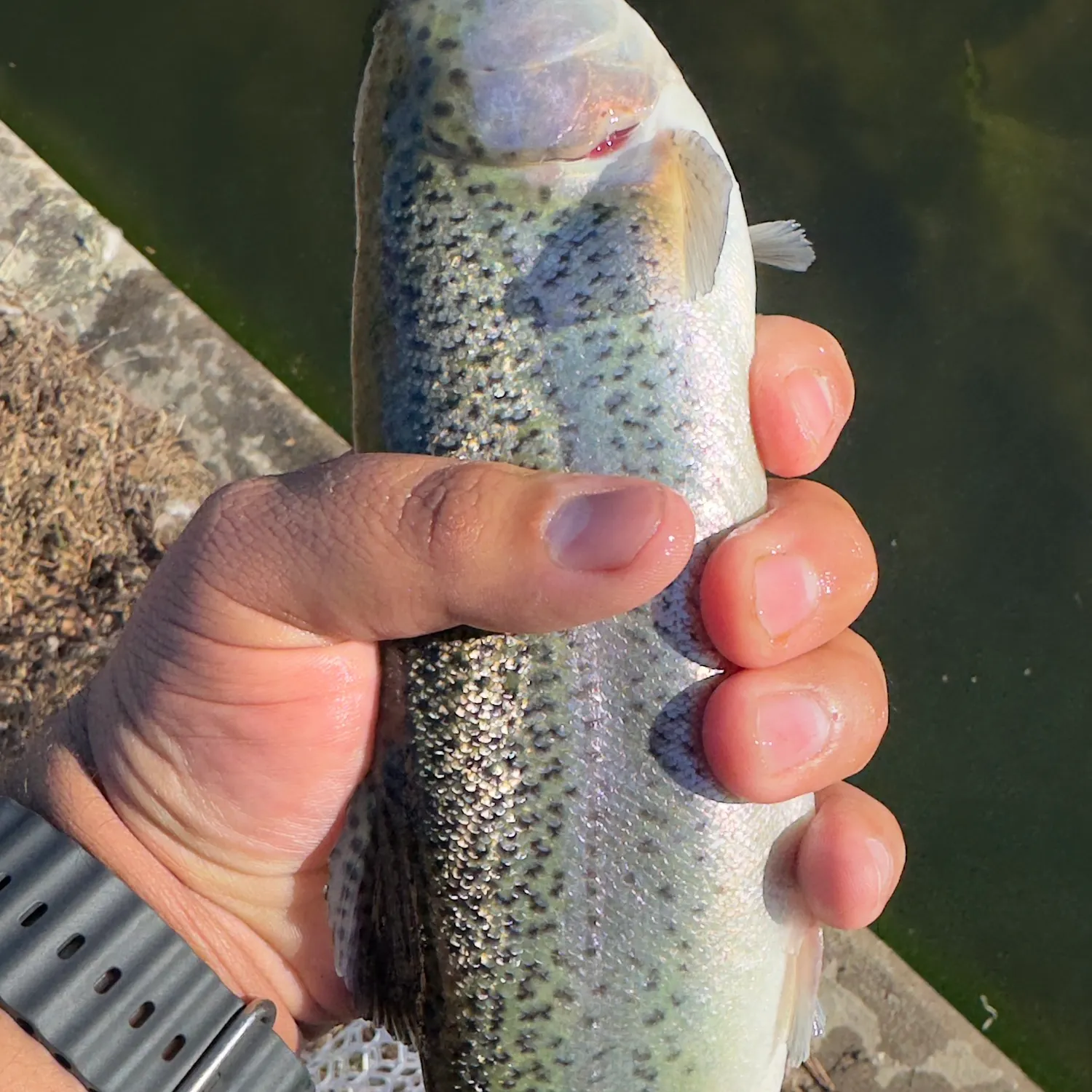 The most recent Rainbow trout catches on Fishbrain