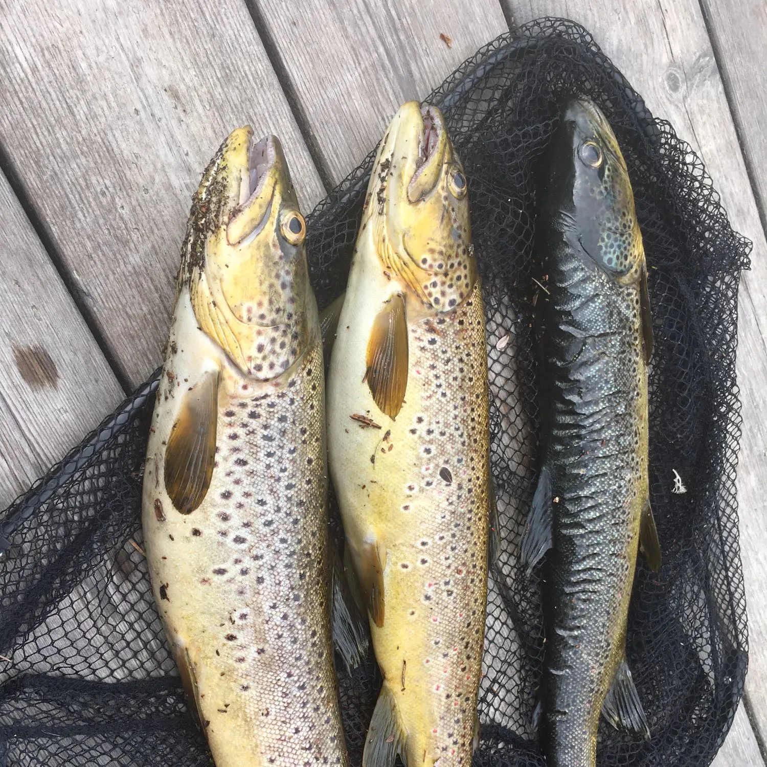 recently logged catches