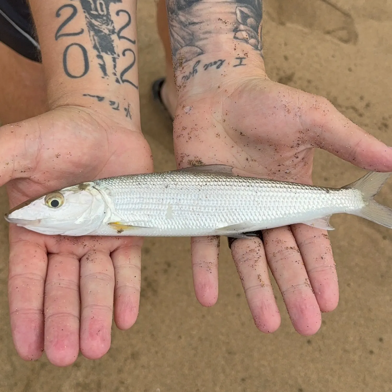The most recent Roundjaw bonefish catches on Fishbrain