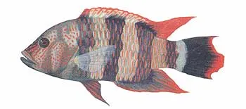 Tripletail wrasse