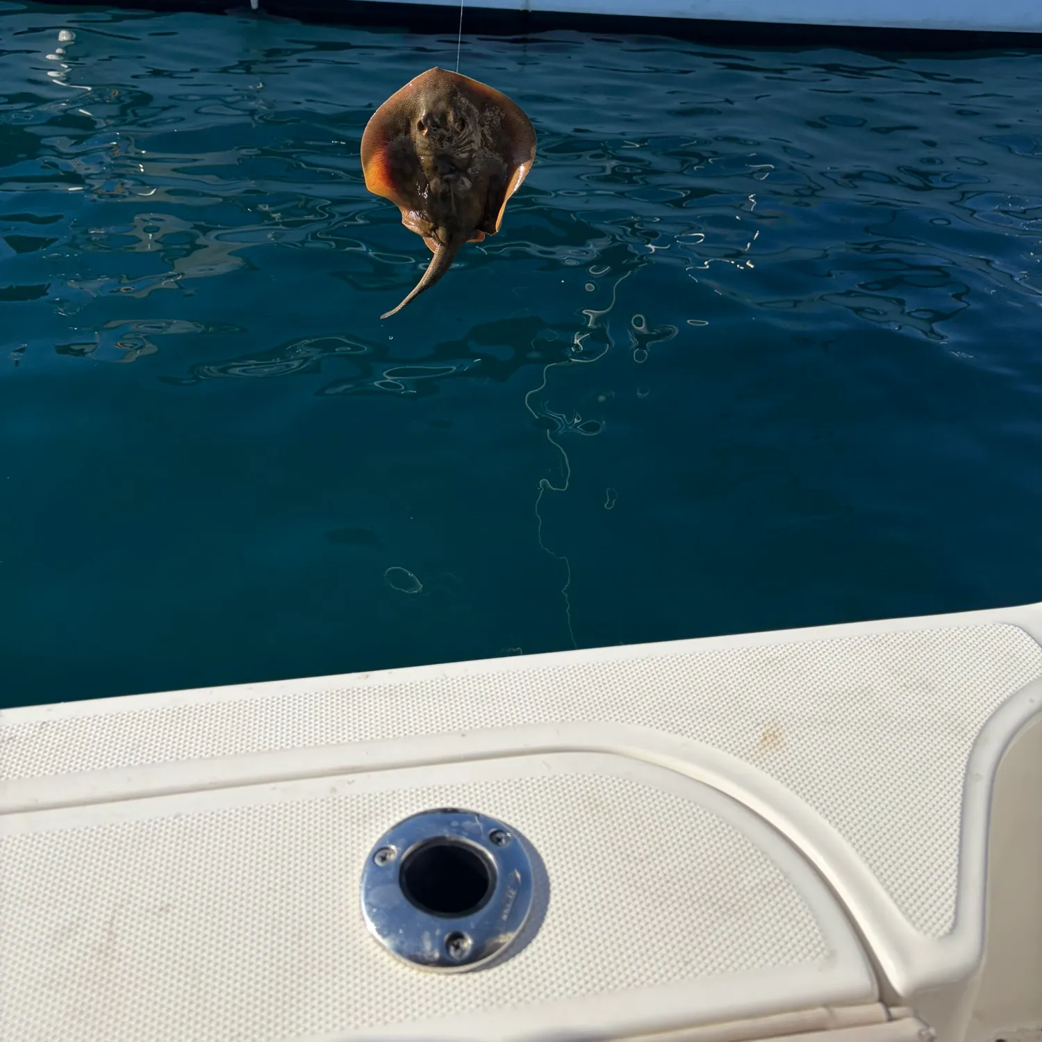 Haller's round ray caught on Fishbrain