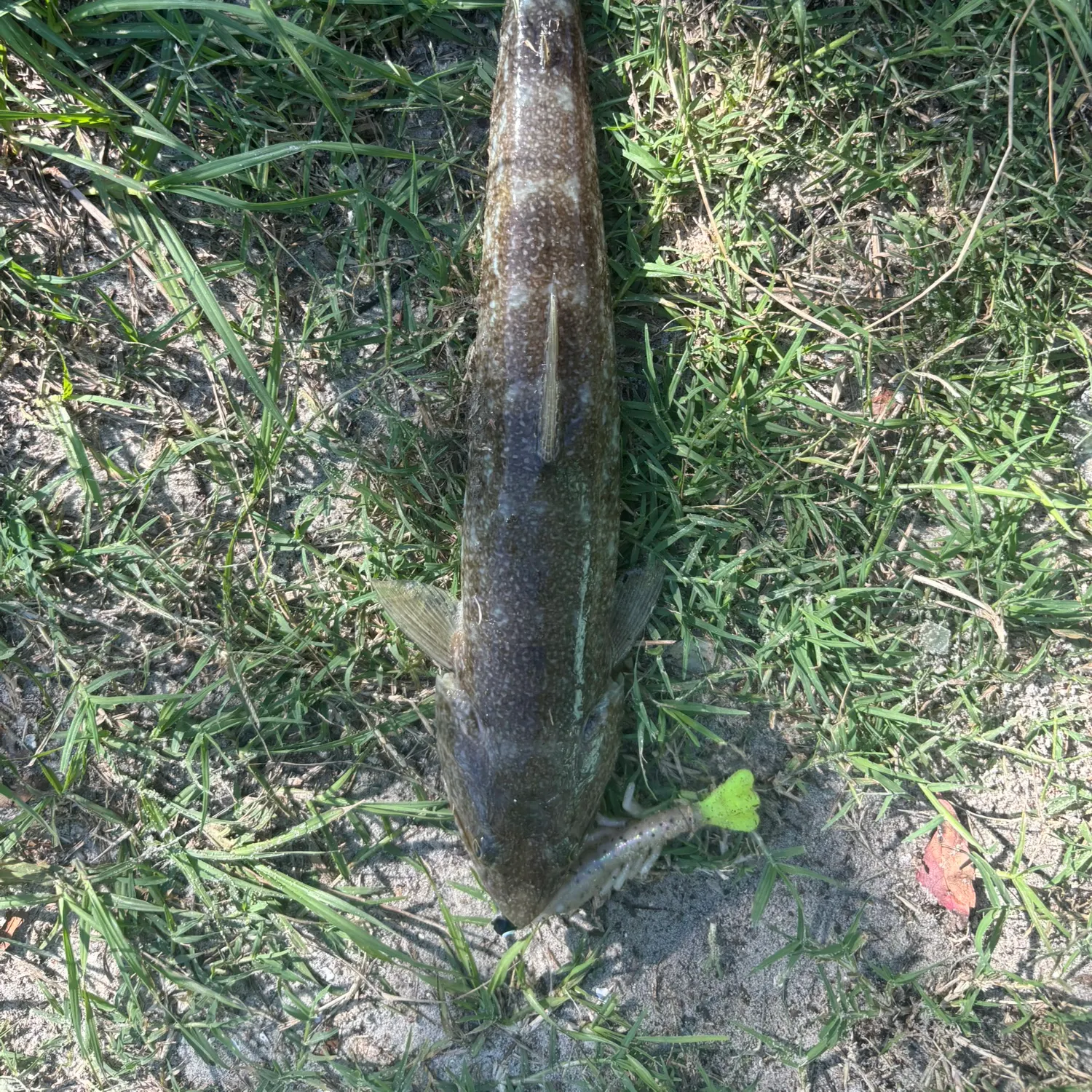 Inshore lizardfish caught on Fishbrain