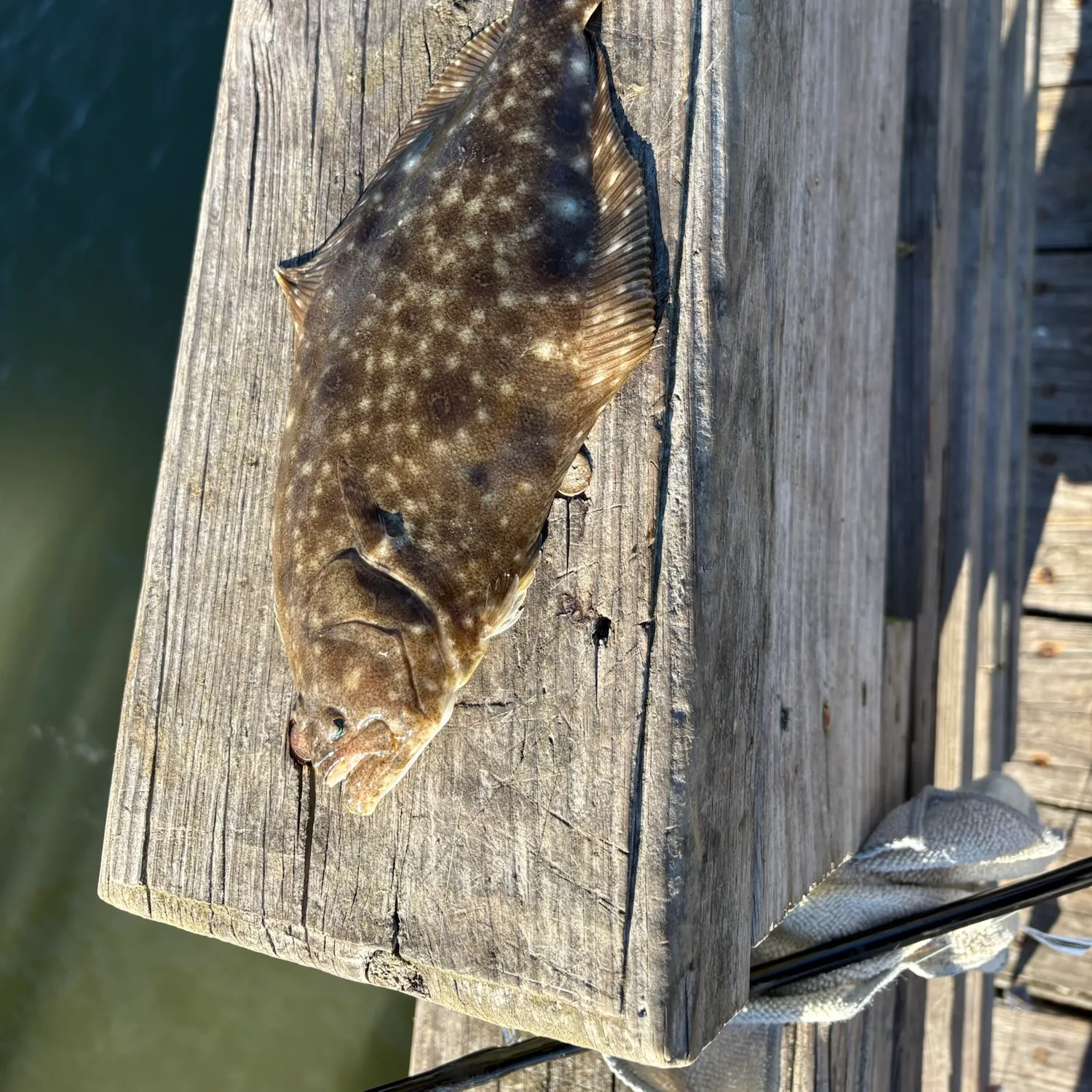 Summer flounder caught on Fishbrain