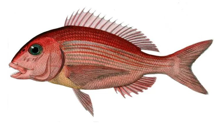 Common seabream