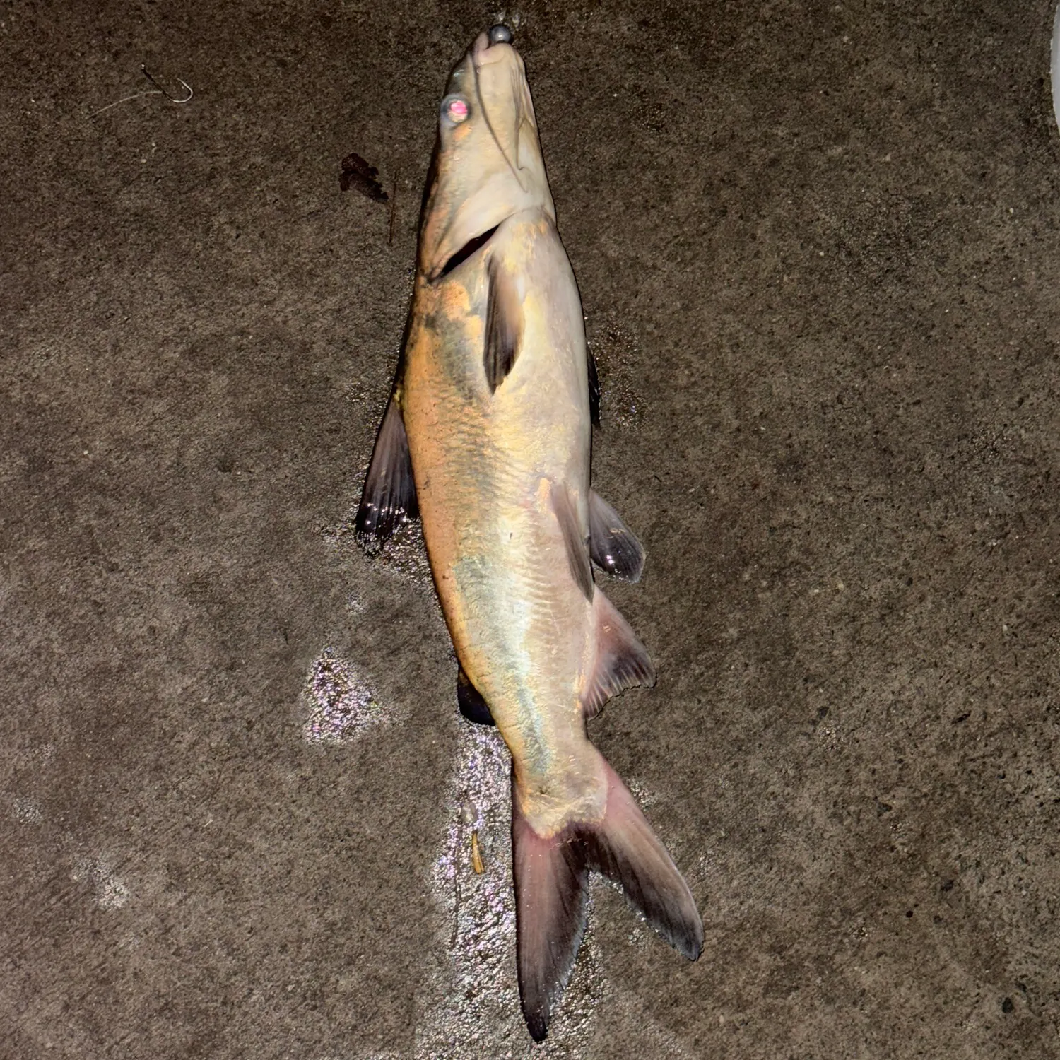 The most recent Blue salmon catfish catches on Fishbrain