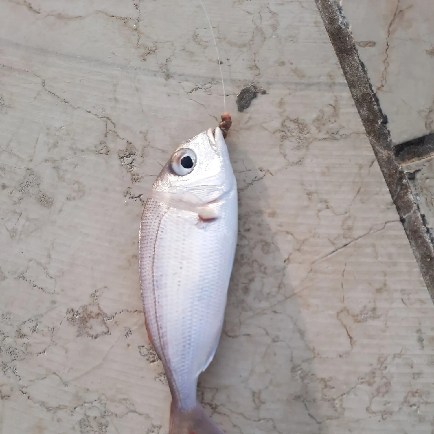 The most recent Common pandora catches on Fishbrain