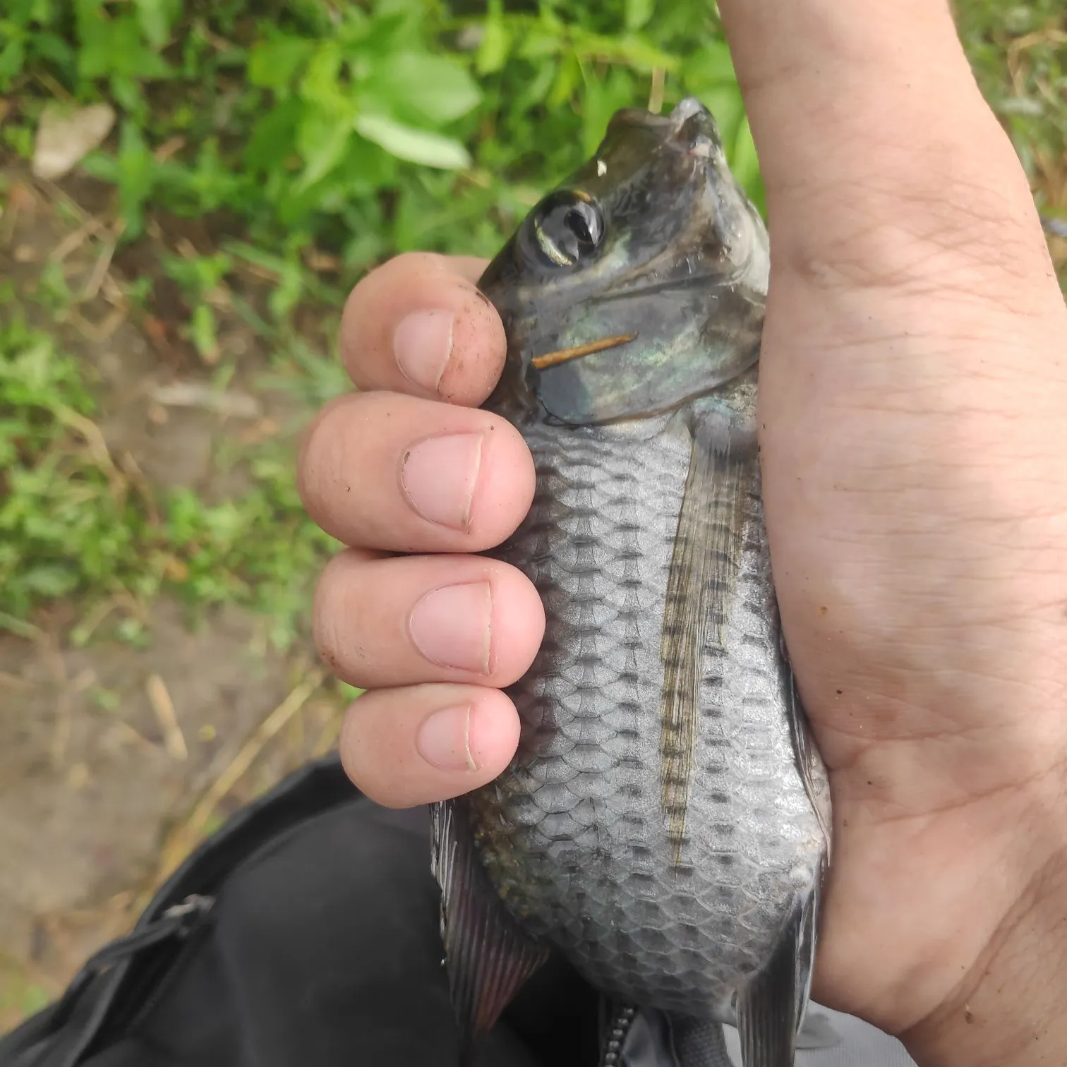 The most recent Kariba tilapia catches on Fishbrain