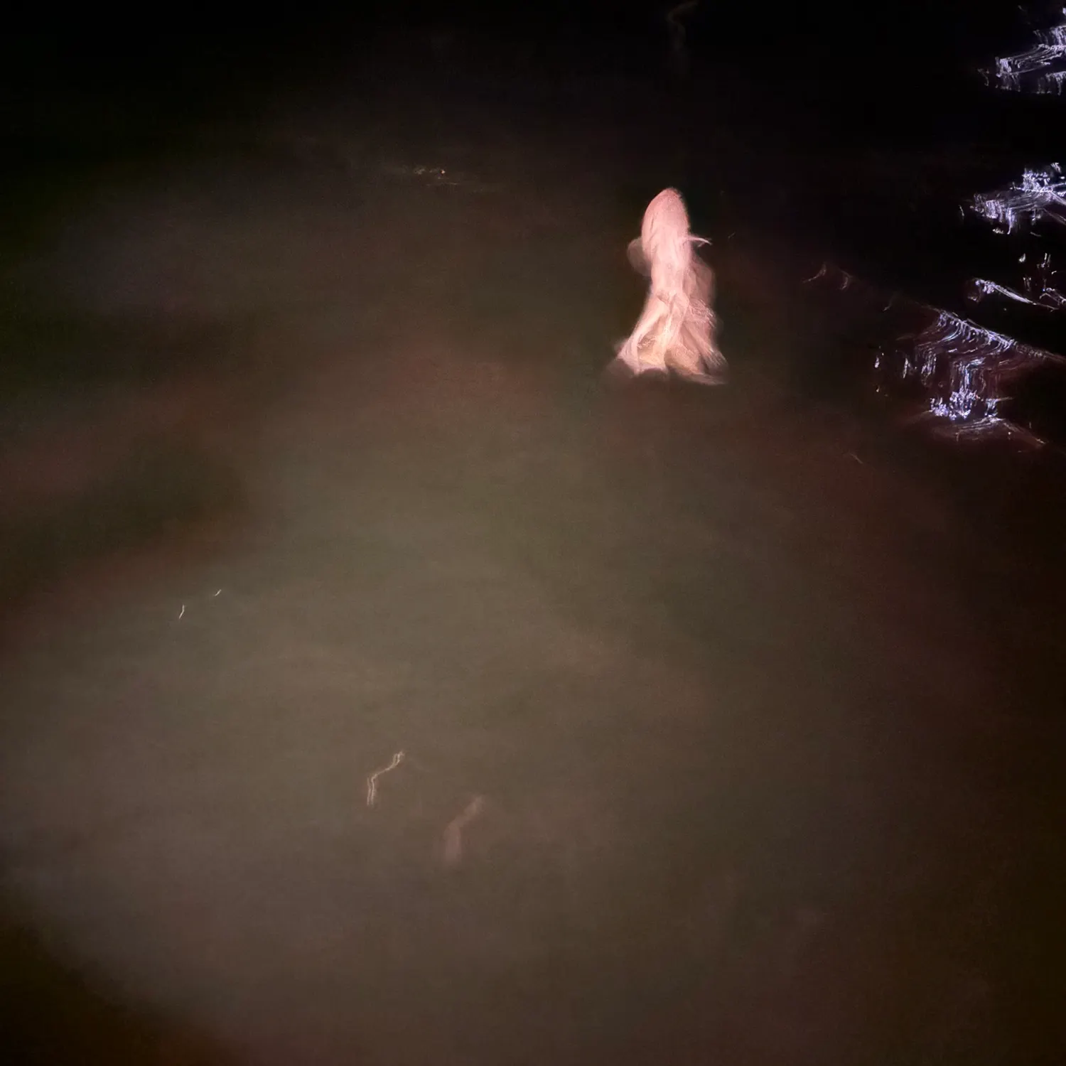 The most recent Common stingaree catches on Fishbrain