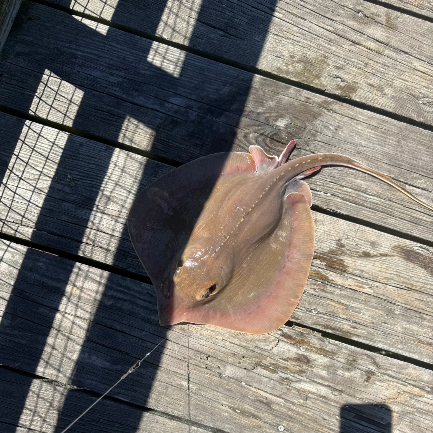 The most recent Atlantic stingray catches on Fishbrain