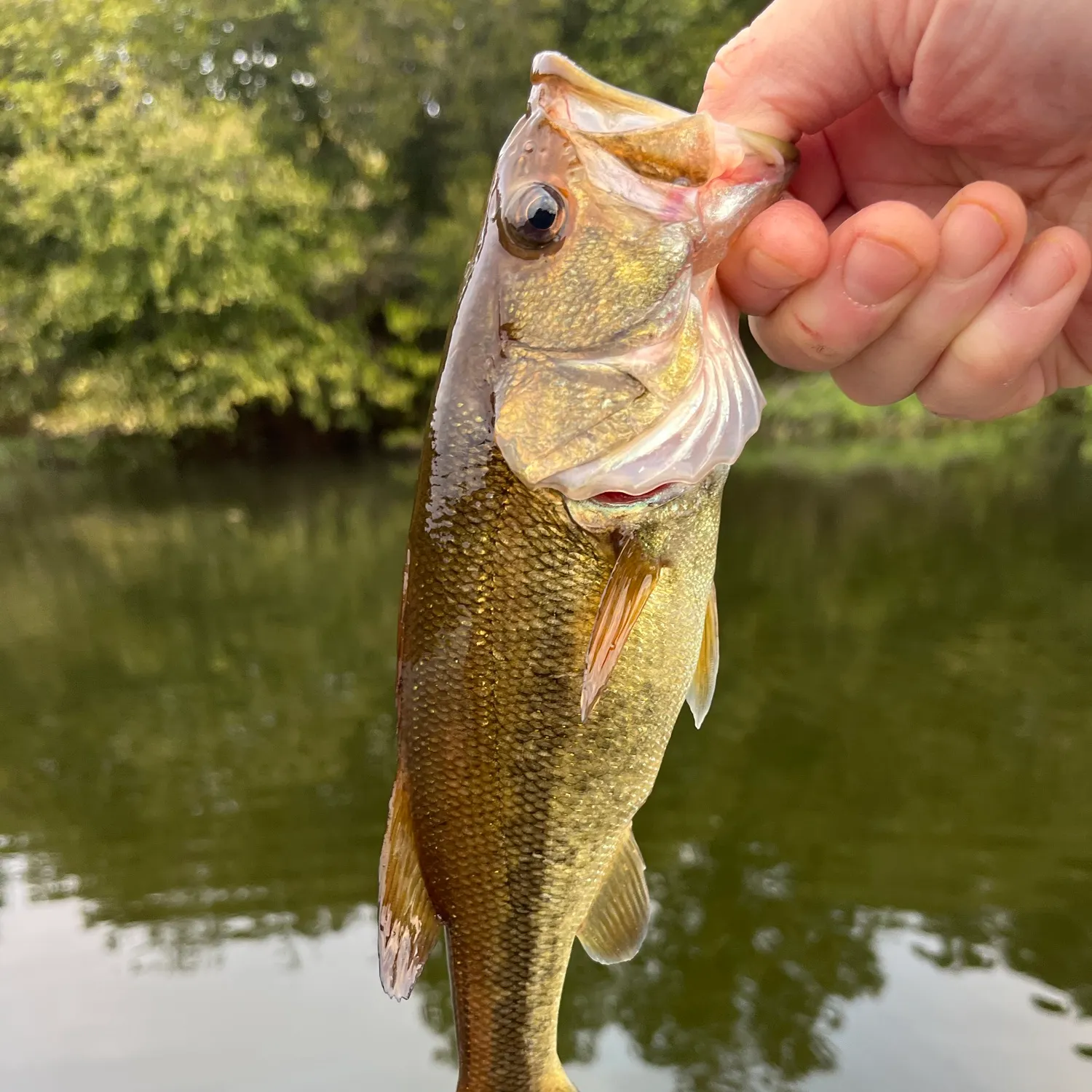 Largemouth bass caught on Fishbrain