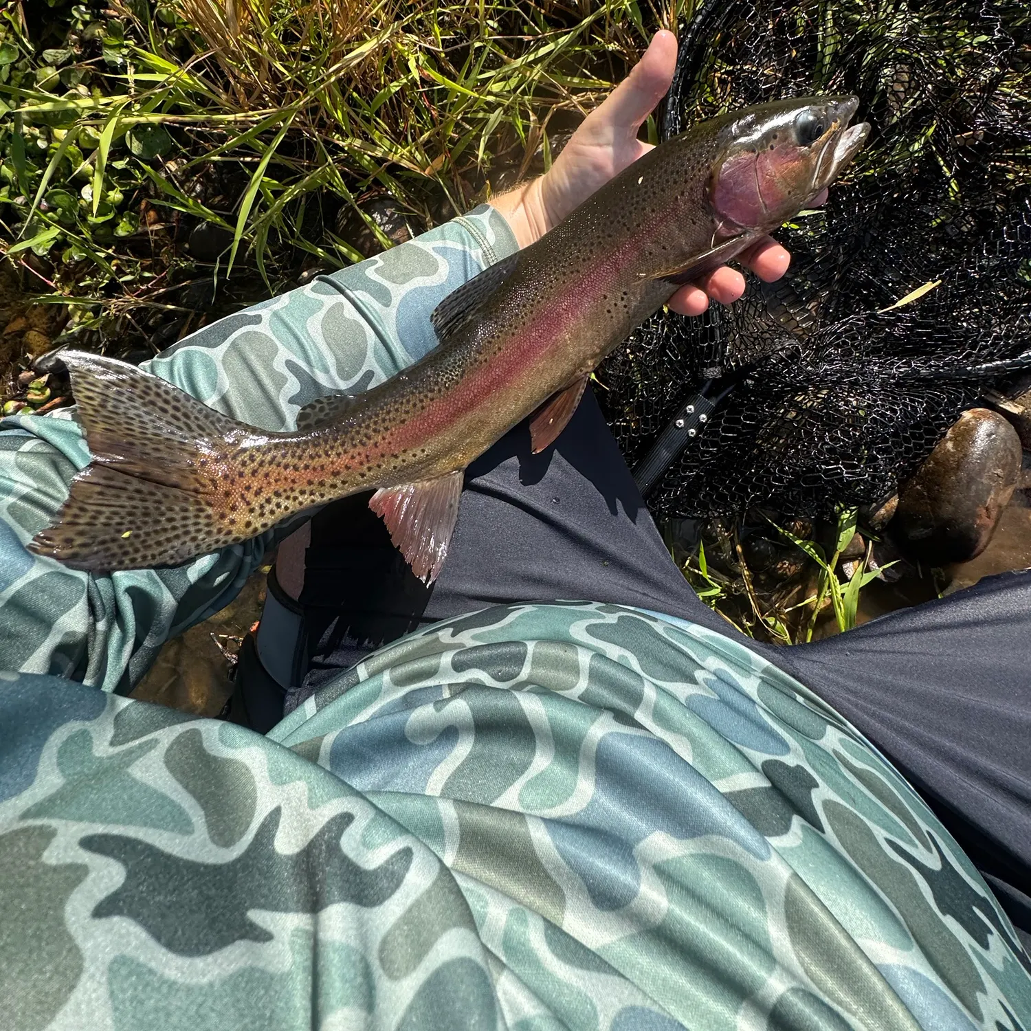 Rainbow trout caught on Fishbrain