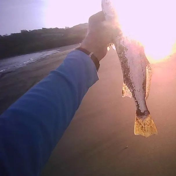Atlantic croaker caught on Fishbrain
