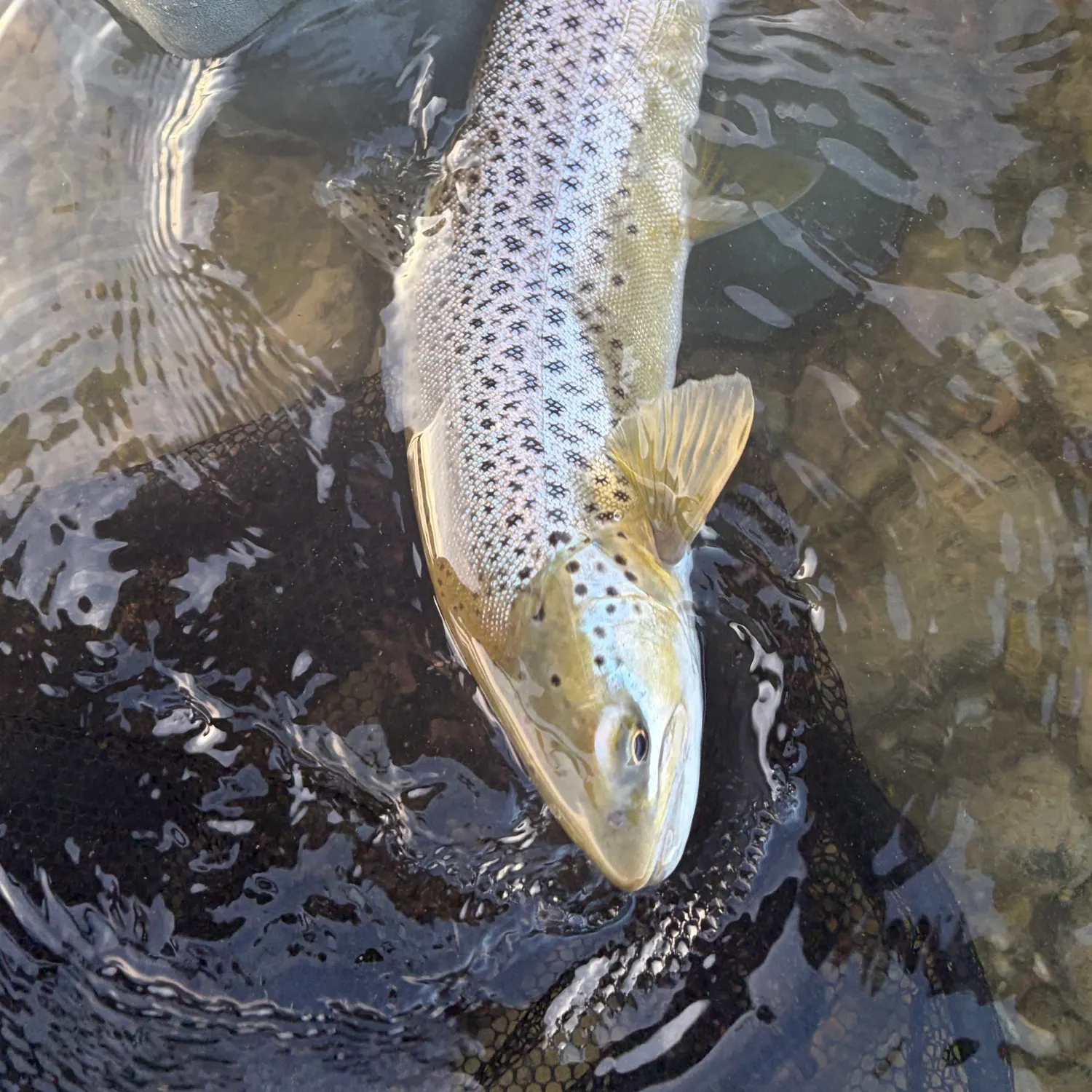 Brown trout caught on Fishbrain