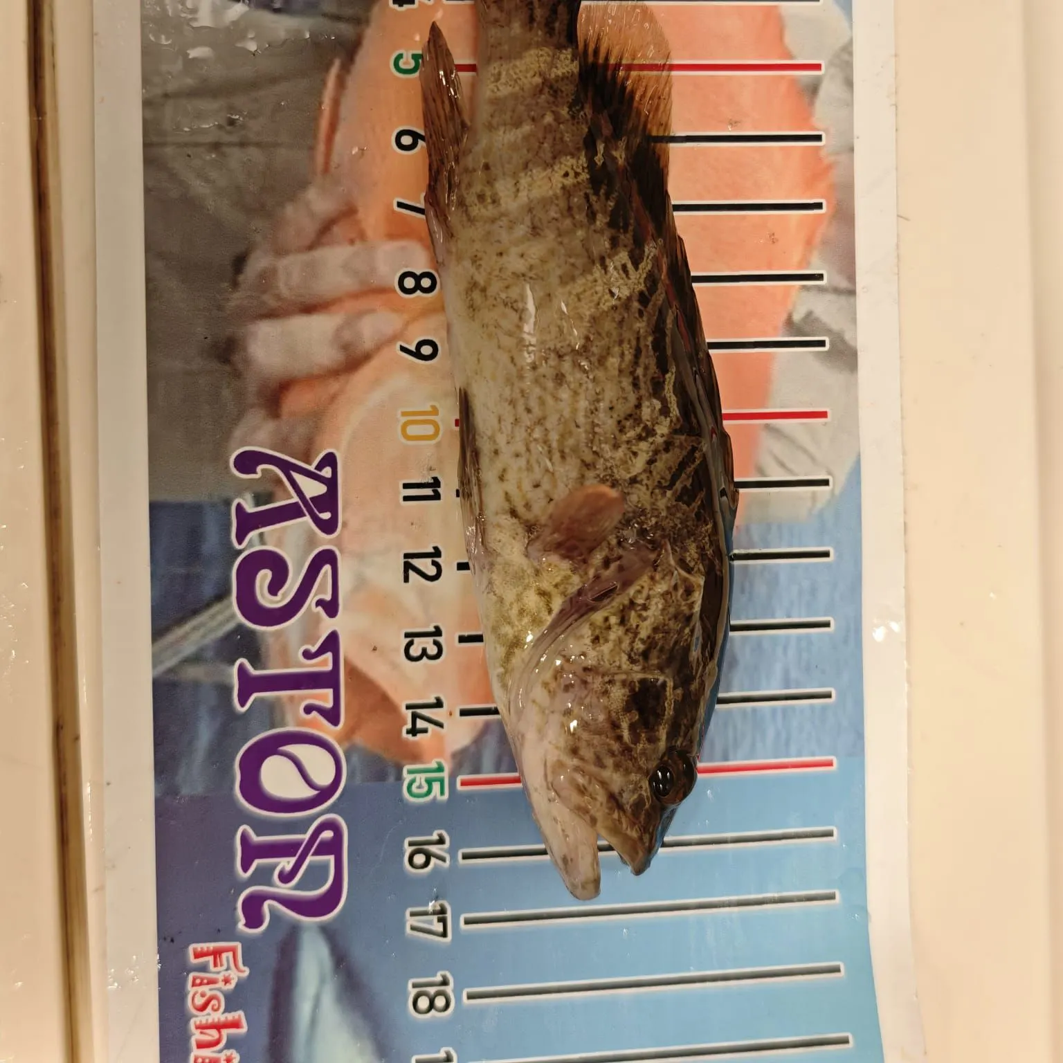 The most recent Longtooth grouper catches on Fishbrain