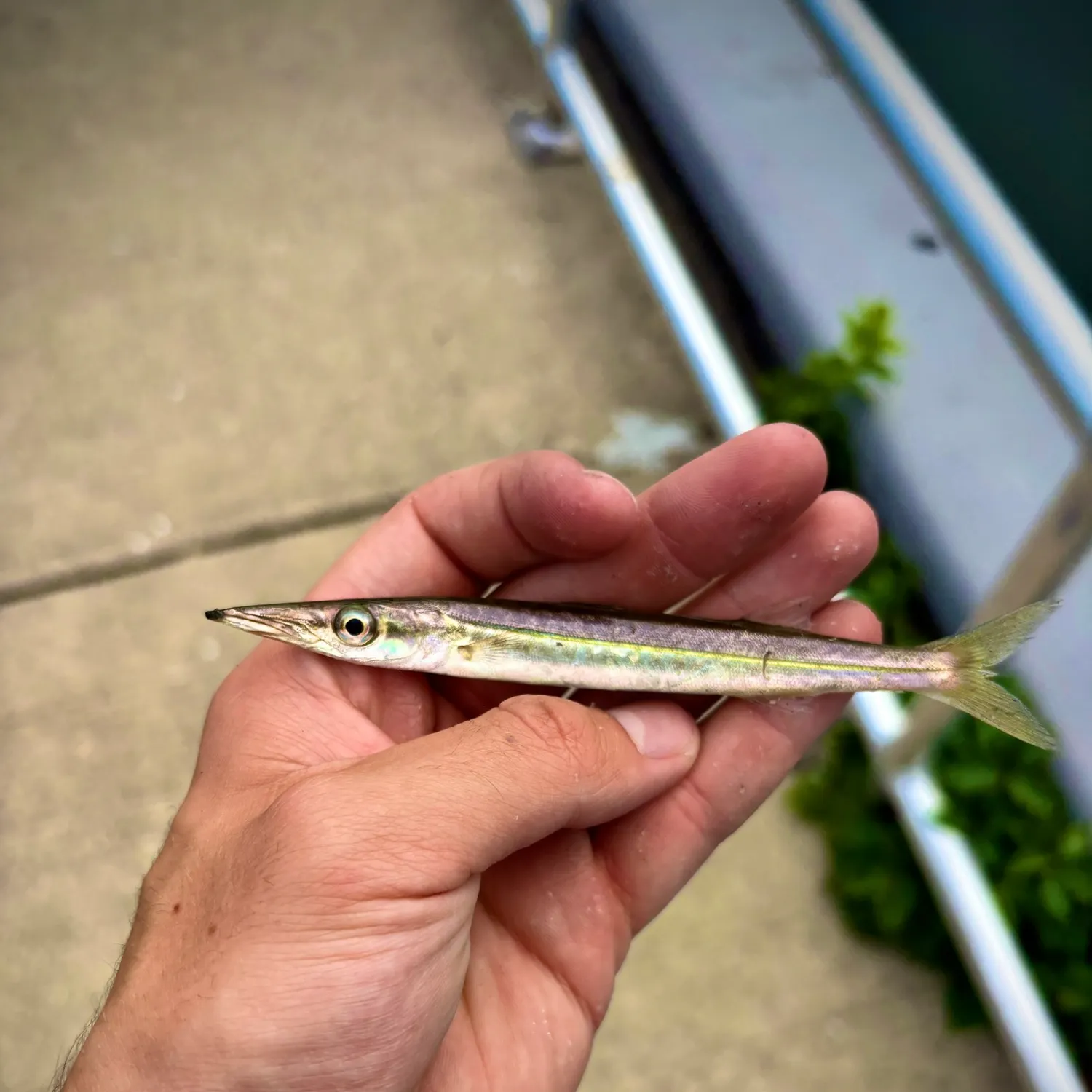 Northern sennet caught on Fishbrain