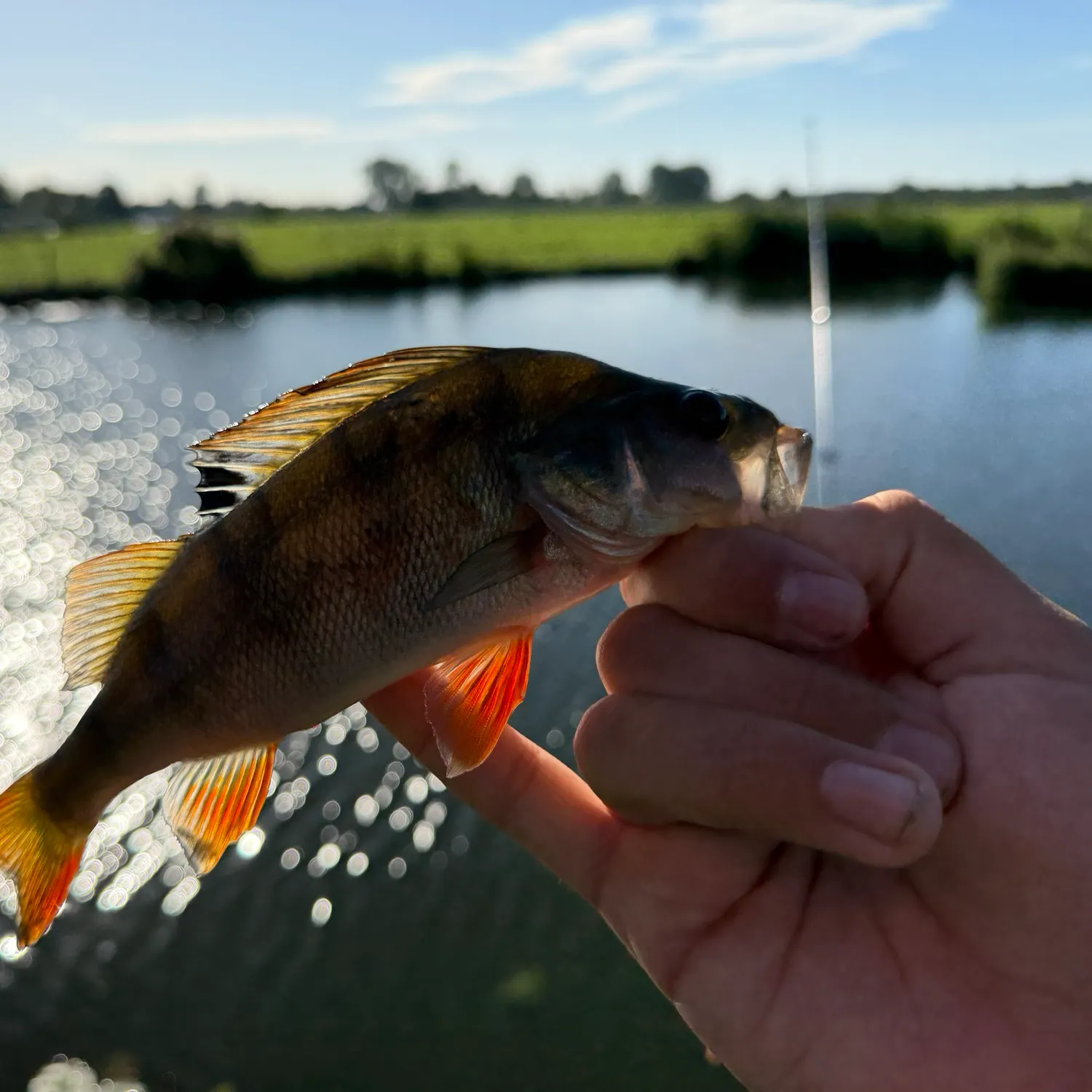 European perch caught on Fishbrain