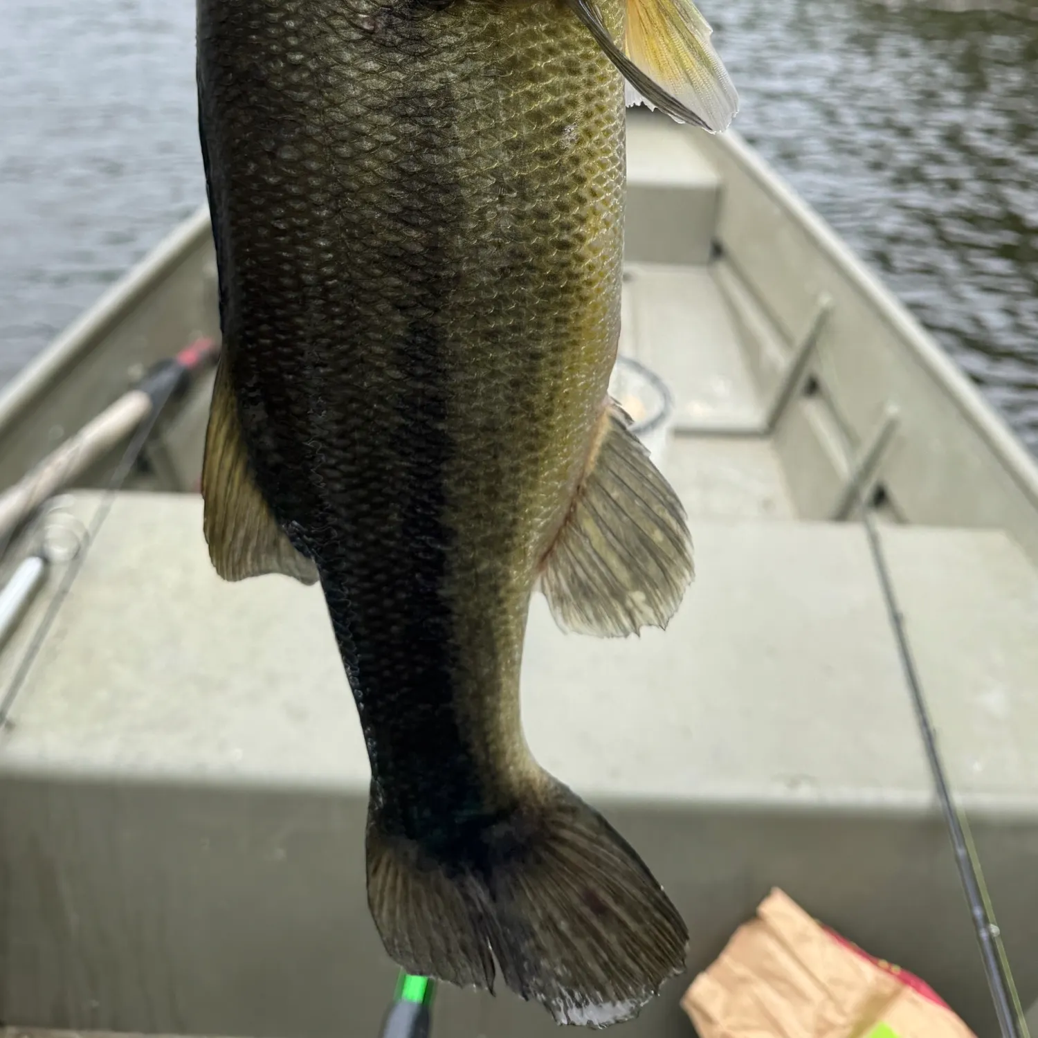 Largemouth bass caught on Fishbrain