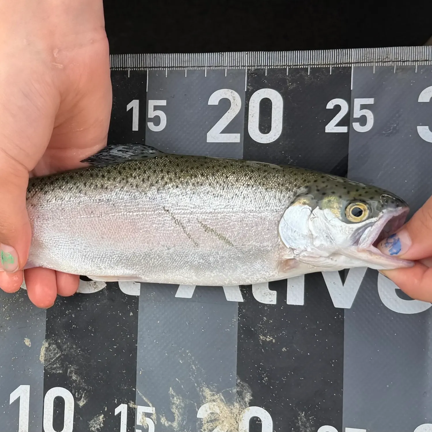 Rainbow trout caught on Fishbrain