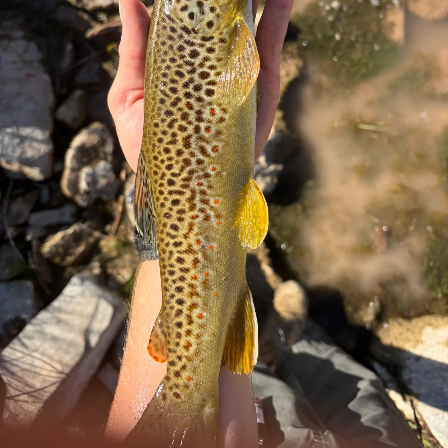 Brown trout caught on Fishbrain