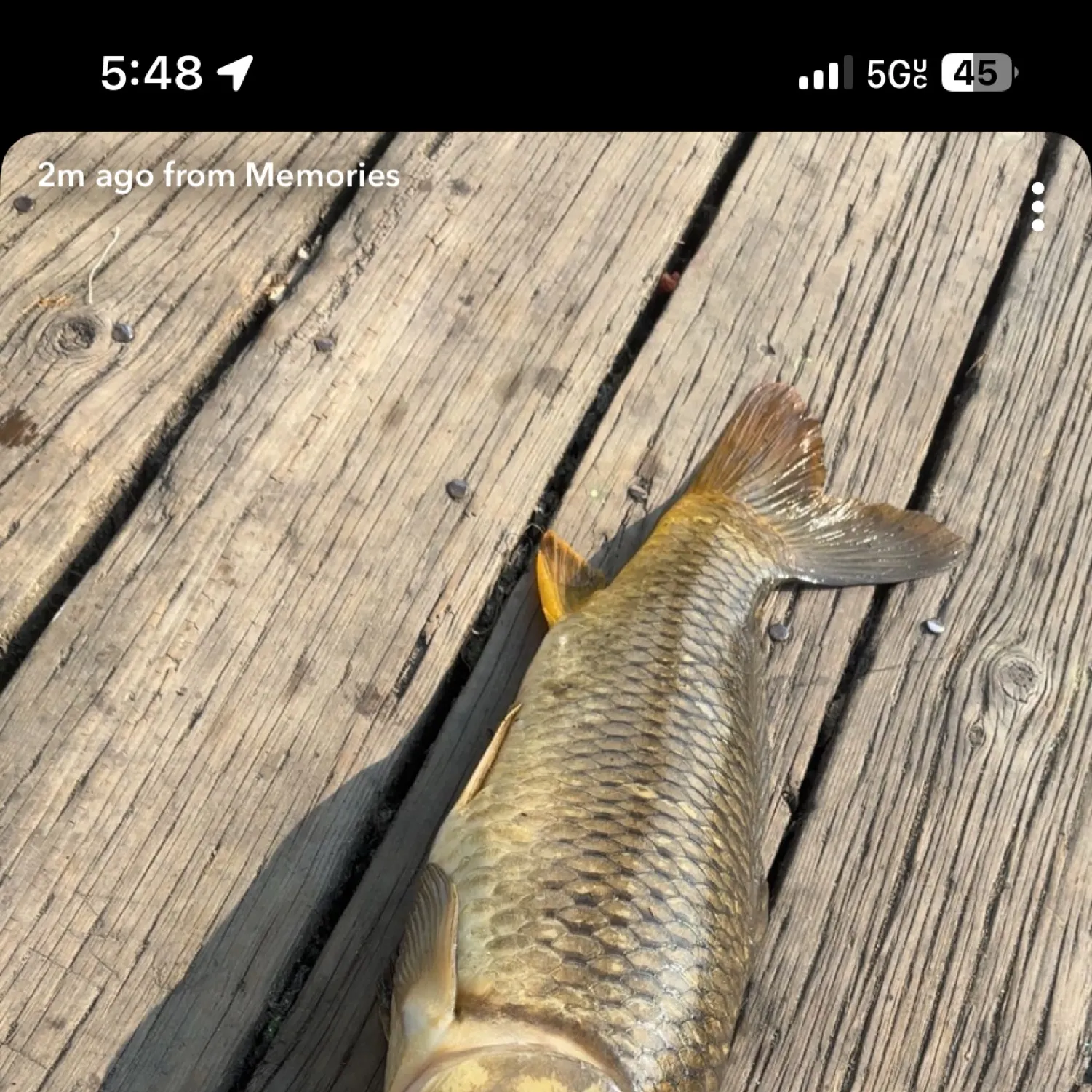 recently logged catches