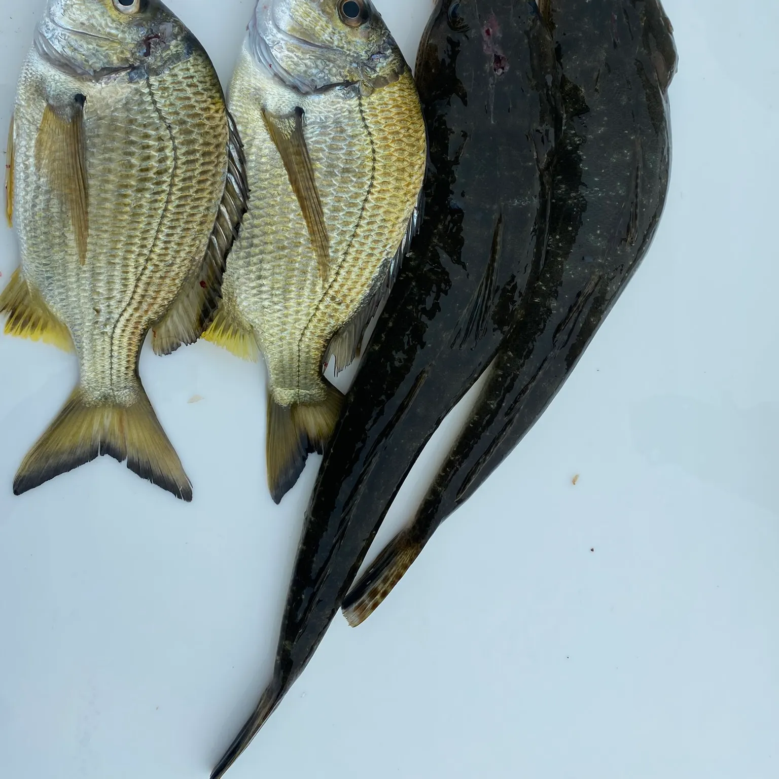 The most recent Dusky flathead catches on Fishbrain