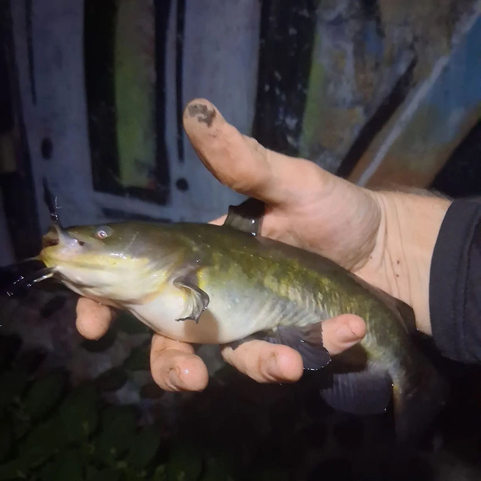 Black bullhead caught on Fishbrain
