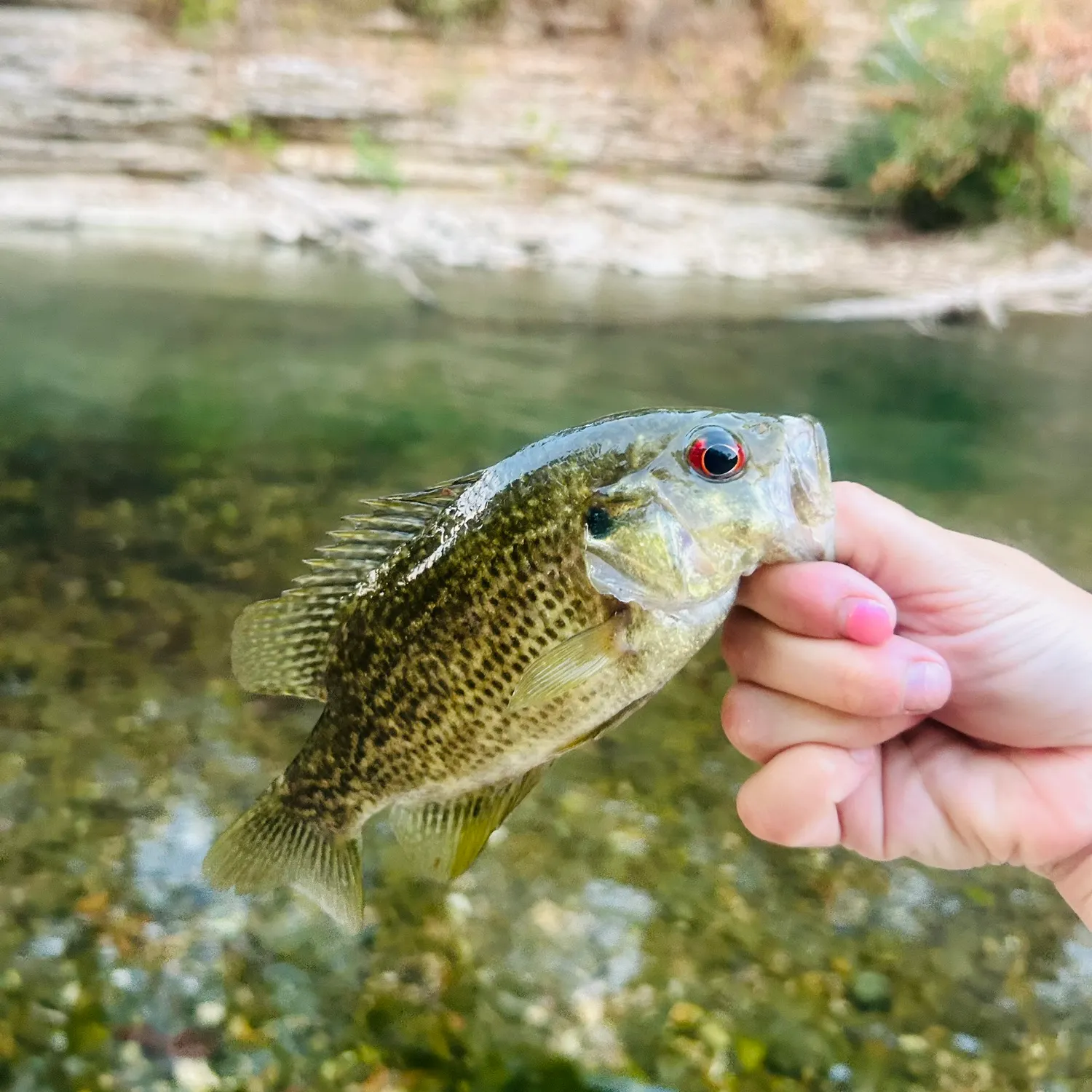 Rock bass caught on Fishbrain